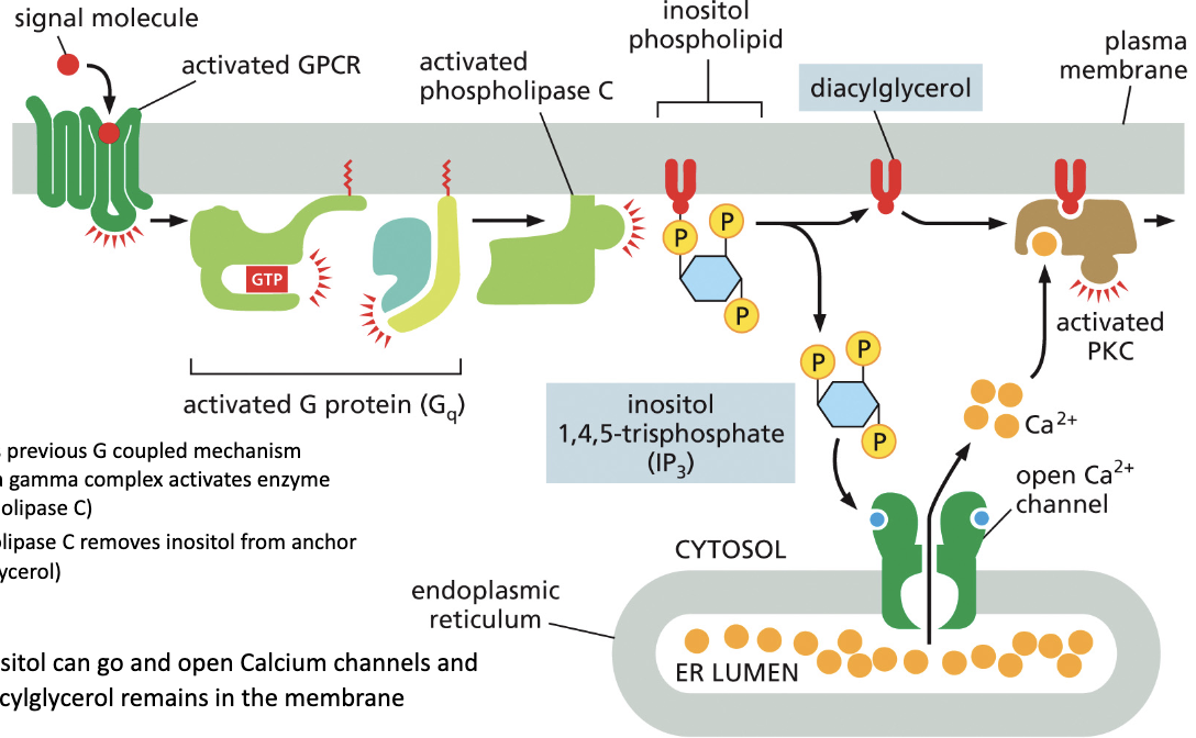 <ol><li><p>A signaling molecule binds to the inactive receptor and changes its conformation</p></li><li><p>This removes GDP from the G protein’s alpha subunit, allowing GTP to bind, activating phospholipase C.</p></li><li><p>Activated removes inositol from is anchor</p></li><li><p>Inositol then can go and open calcium ion channels while the anchor remains in the membrane.</p></li><li><p>The calcium the activates PKC on the original anchor activating effector proteins.</p></li></ol><p></p>