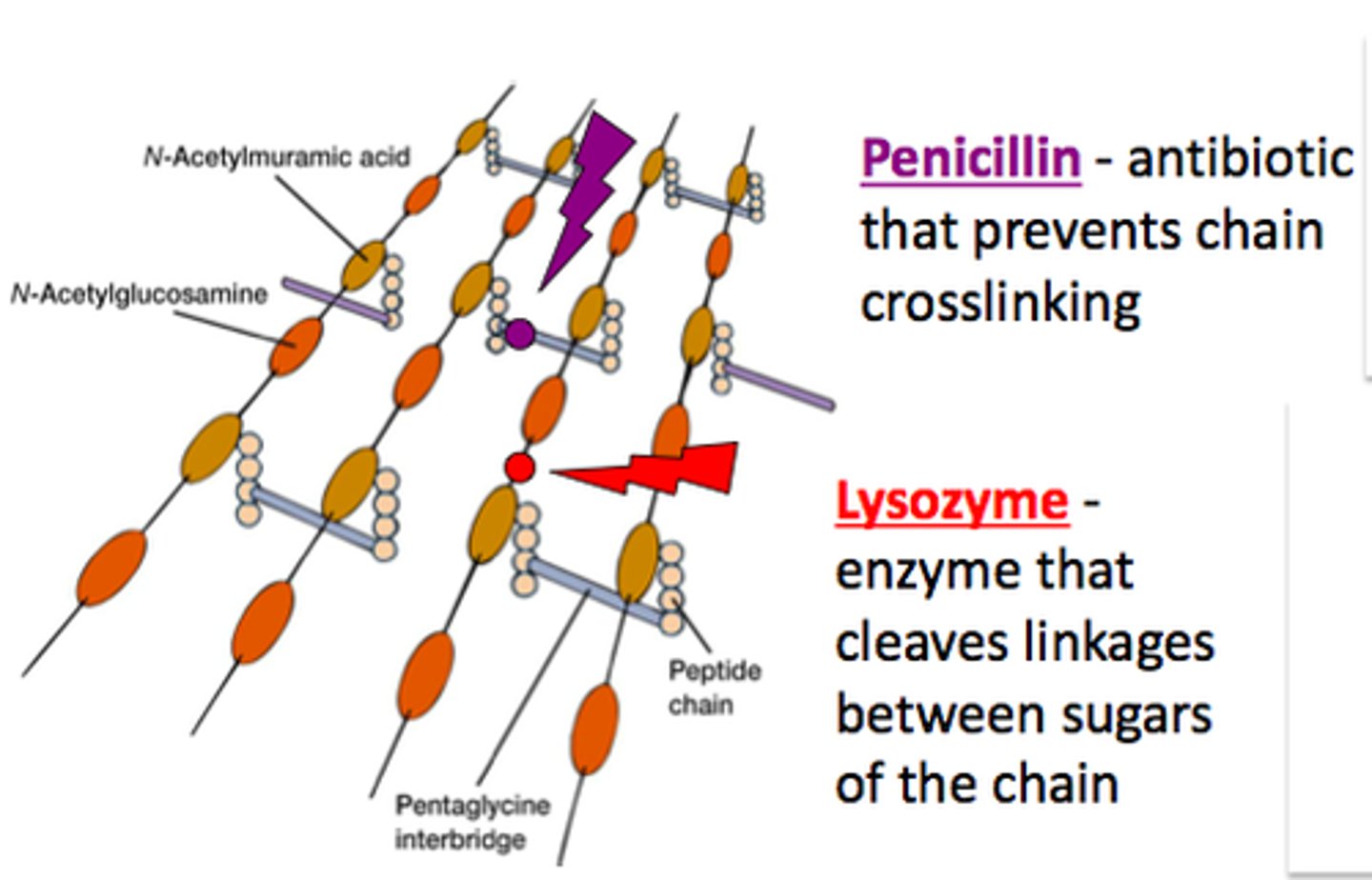 <p>An antibiotic that prevents formation of peptide cross-bridges in peptidoglycan.</p>