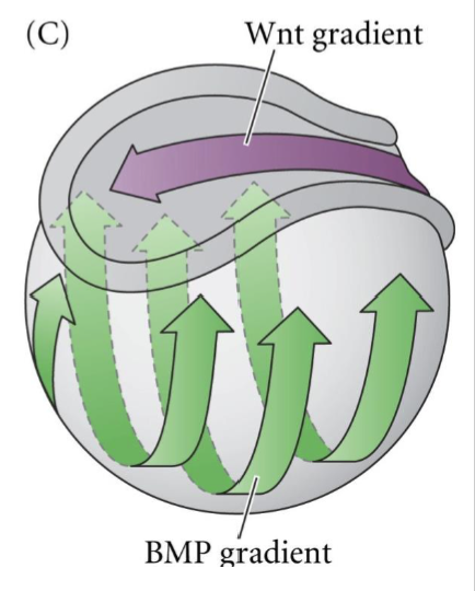 <p>-Anterior structures require inhibition of Wnt and BMP. Wnt should only be expressed in posterior. </p><p>-Cerebus, Dickkopf </p>