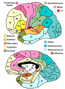 <p><span style="background-color: transparent;">a system of numbering regions of the cerebral cortex based on their cytoarchitecture</span></p>