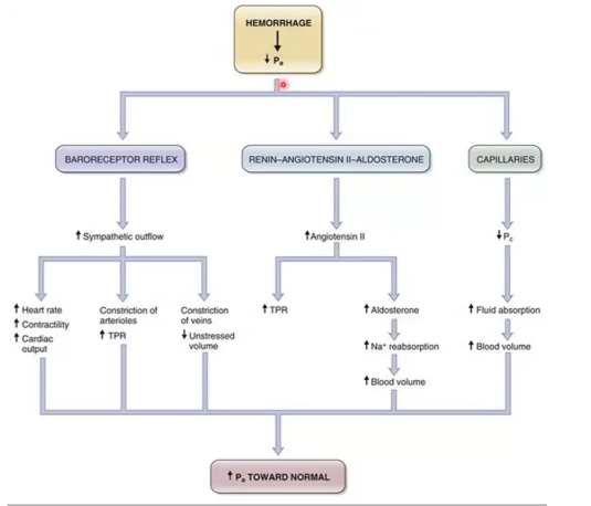 <p>there is increased sympathetic outflow and decreased parasympathetic outflow. Venous constriction increases VR.</p>