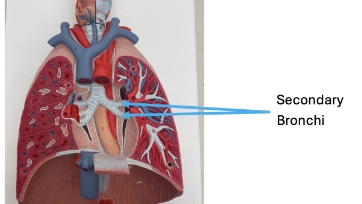 <p>secondary bronchi</p>