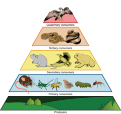 <p>Levels in an ecosystem, made of producers at the bottom and consumers at higher levels.</p>