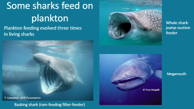 <p>Plankton feeding evolved three times</p><p>in living sharks</p>