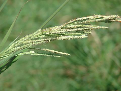 <p>Paspalum urvillei</p>