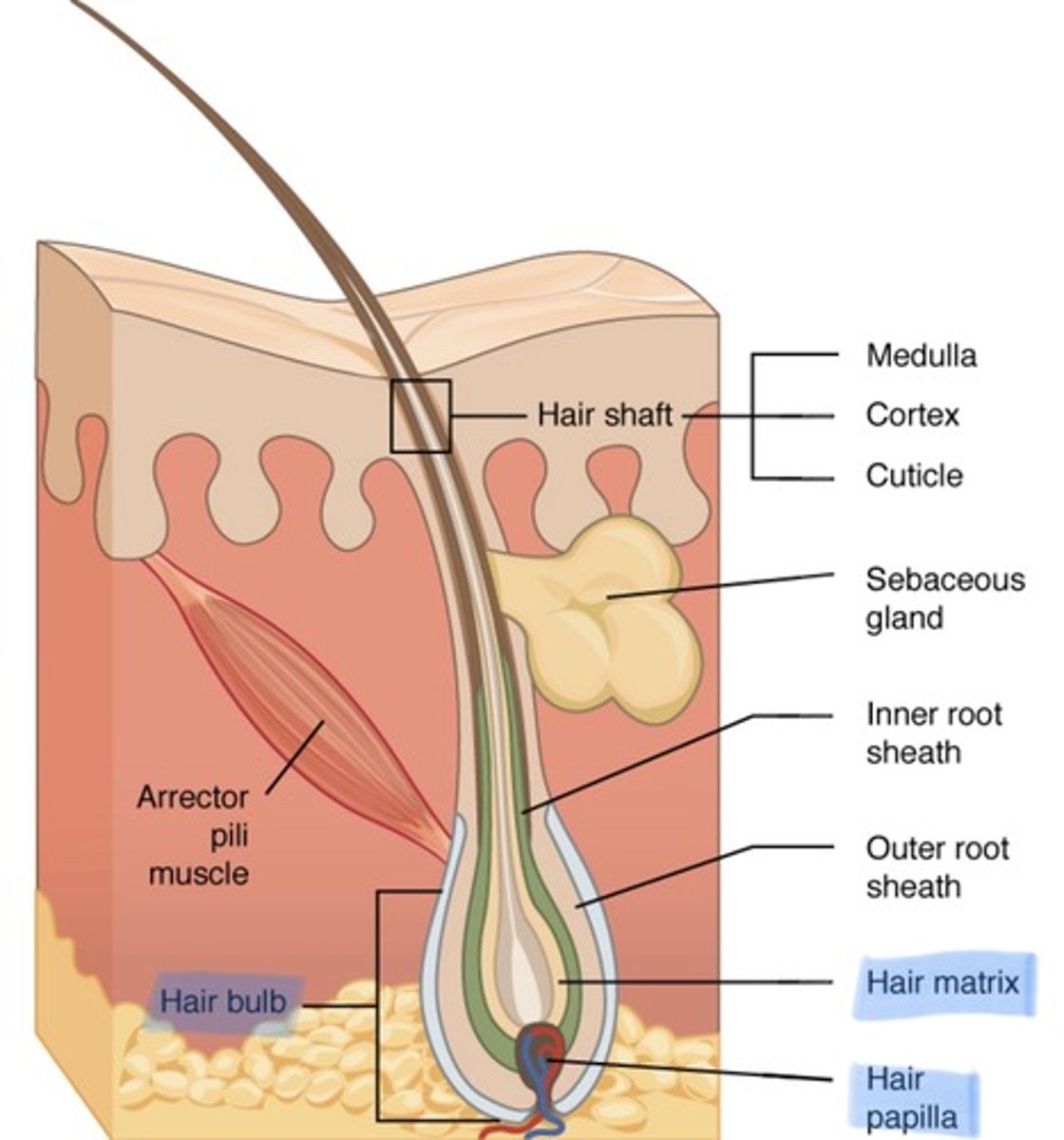 <p>Keratinized filament for protection &amp; sensation</p>