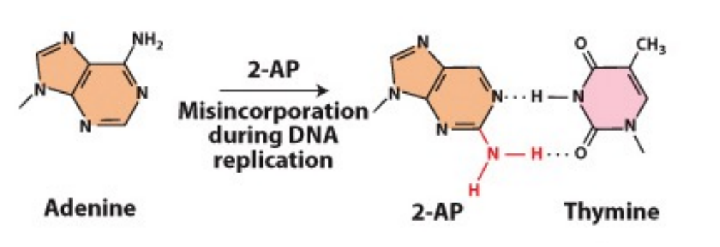 <p>- Most often pairs with thymine but can also base-pair with cytosine</p><p>- If this happens during replication, will lead to an A-T basepair being changed to A-C and subsequently, G-C</p>