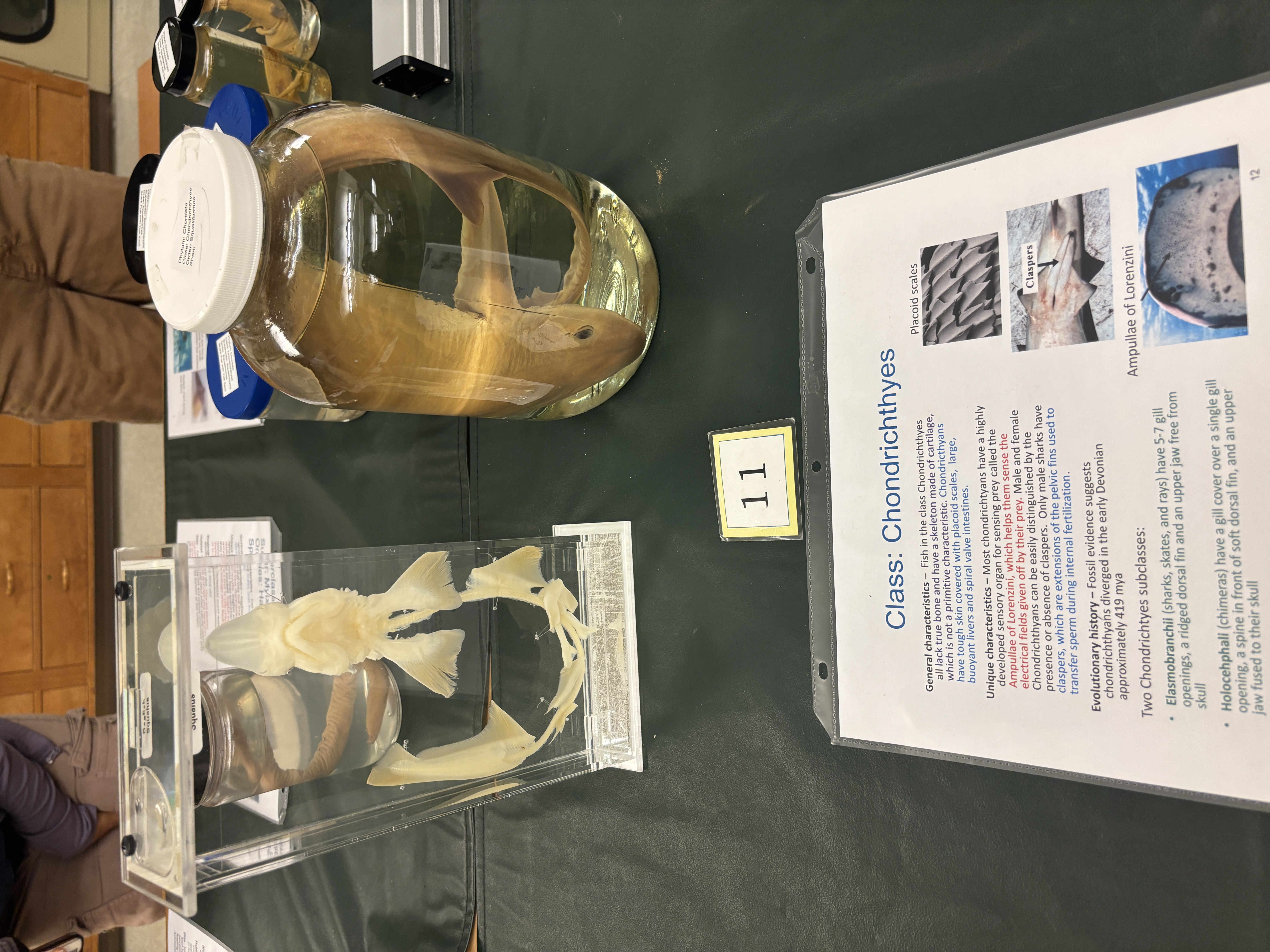 <p>Class Chondrichthyes</p><p>What if the Chondrichthyan skeleton made of? Is it primitive characteristic </p>