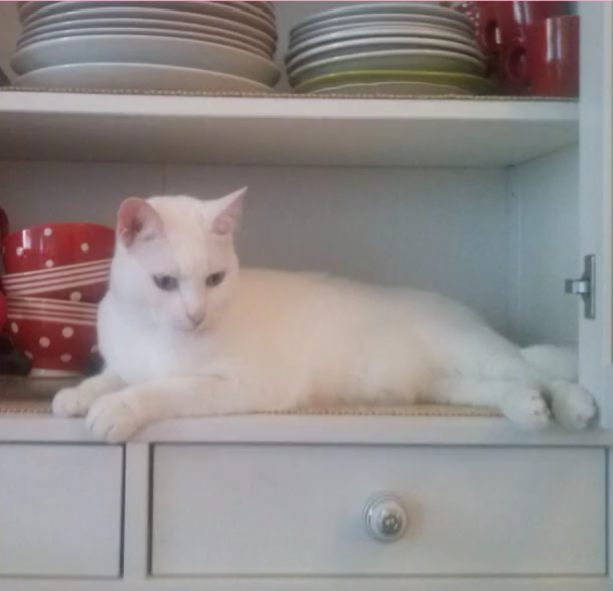 <p>Wo ist die weiße Katze?</p>