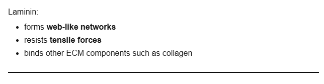 <p>binds other ECM components </p>