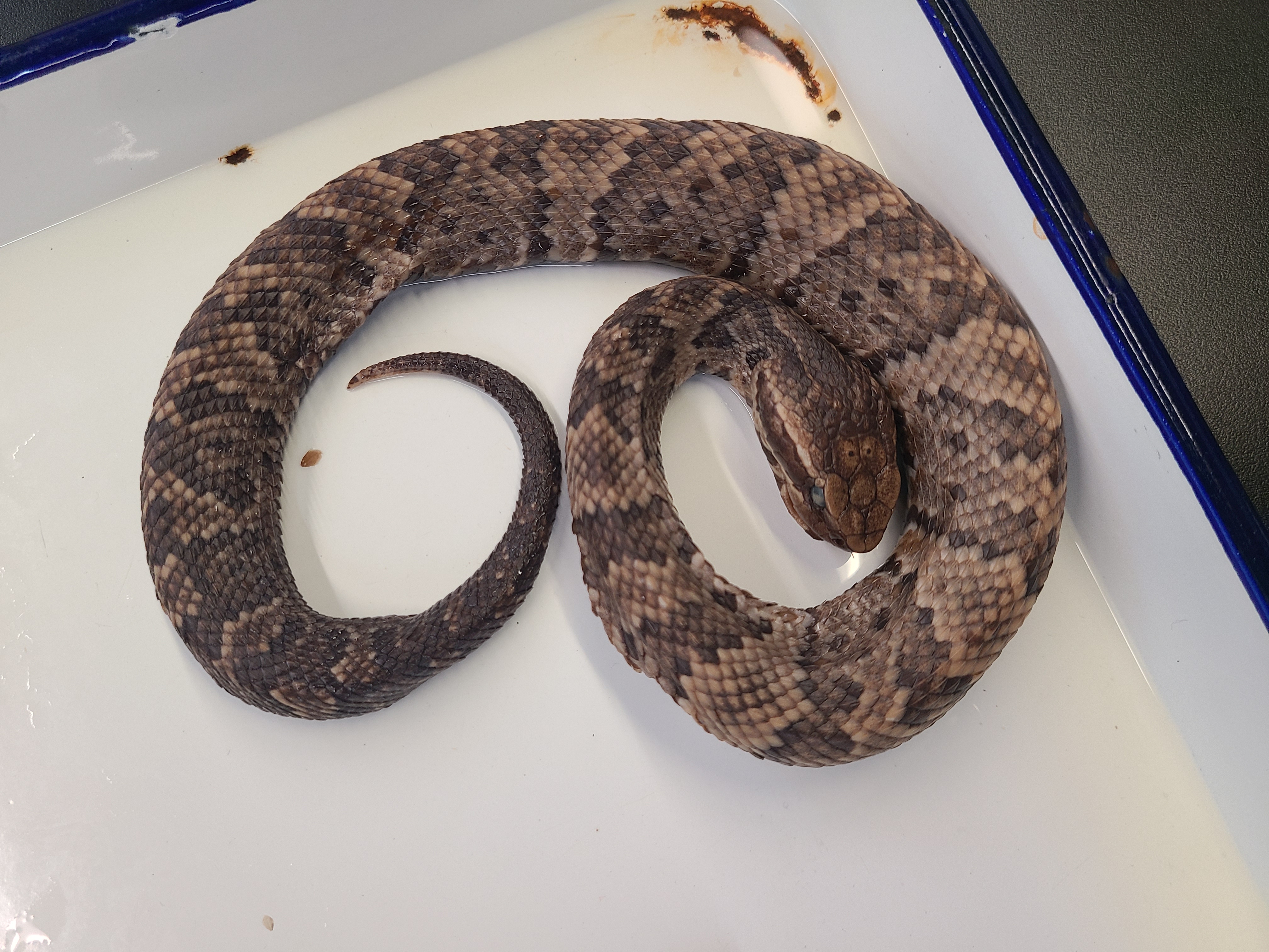 <p>Genus, Species, and feature</p>