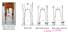 <p>Conformational fault of the forelimb, induces altered limb loading</p><p>- fetlock osteoarthritis</p><p>- splint bone disease</p>