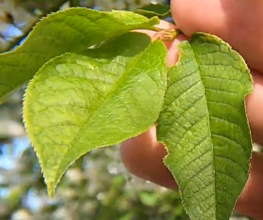 <p>finsågade avlånga blad</p>
