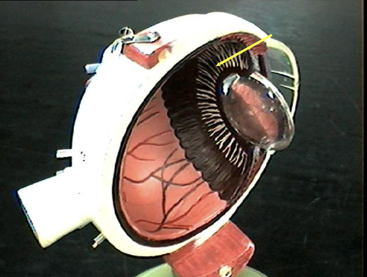 <p>Identify the eye parts. </p>