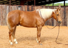<p>What does a Palomino look like?</p>