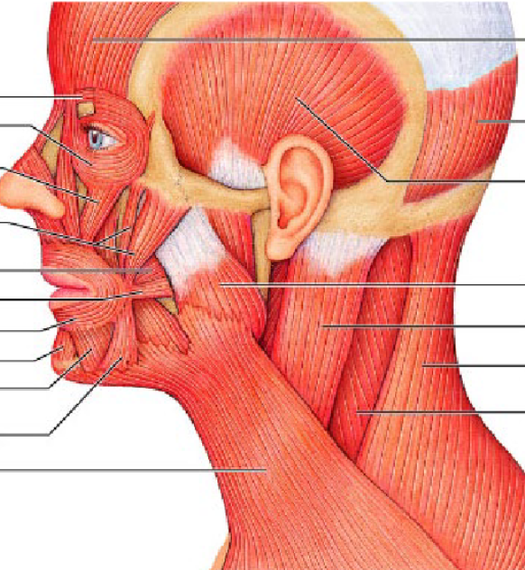 <p>buccinator</p>