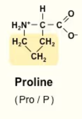 <p>Pro/P<br><em>Special</em> ring structure → it is relinked to the backbone N (amino group)<br>*CH2—CH2—CH2—NH2<sup>+</sup> (the amino group on the alpha C)<br>Neither strongly polar nor nonpolar<br>restricted fit inside protein due to ring structure<br>Cannot be an H-bond donor if peptide bonded because it will not have an N—H </p>