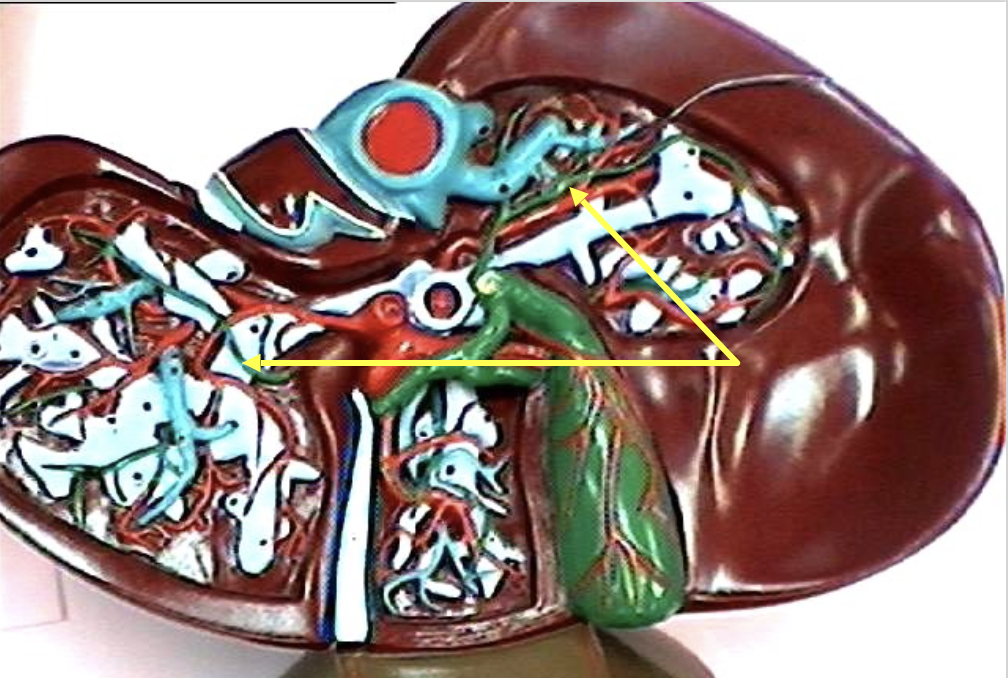 <p>Identify the organ.</p>
