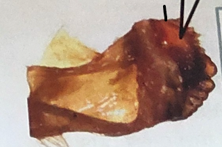 <p>what is point 1 </p>