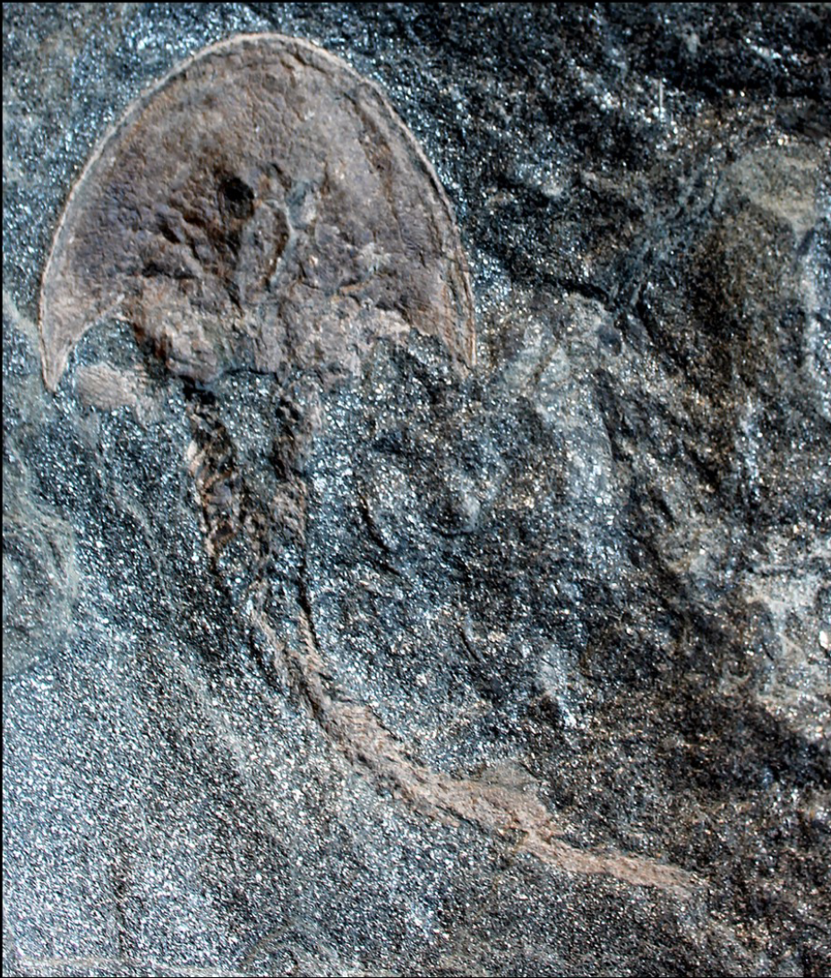 <p>Osteotracan order (class agnatha, phylum vertebrata, chordates), lower devonian, Scotland, 2 vibration sensorial zones</p>