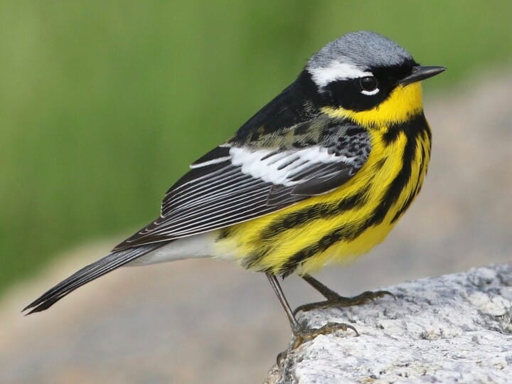 <p>magnolia warbler </p><p>gray crown <br>black mask <br>yellow underside w/ thic black streaks <br>broken white eyering </p>