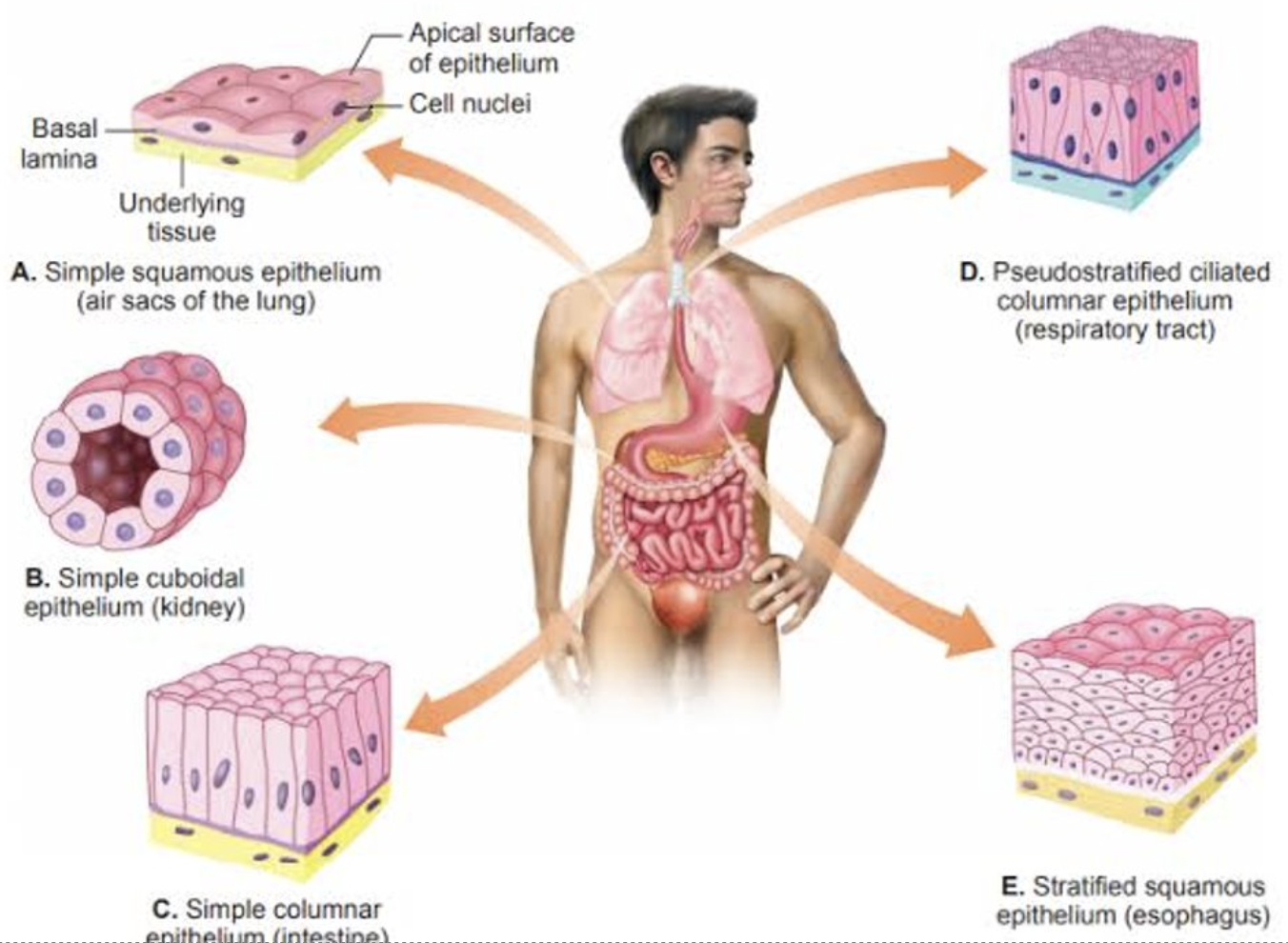<p>Covers the body and lines inner, outer body surfaces, hollow organs and tubes</p><p>Protects the body and its internal organs, secretes substances such as hormones, absorbs substance such as nutrients</p><p>The cell are very closely packed and the extracellular substance, the matrix, is minimal</p>