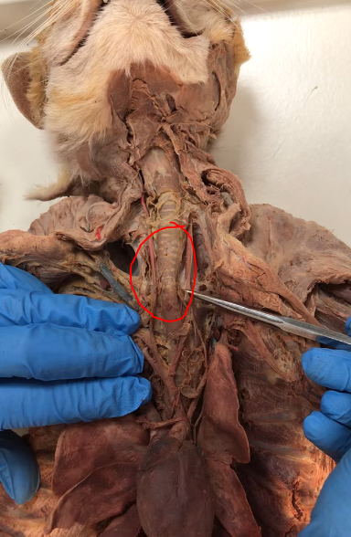 <p>What structure is this</p>