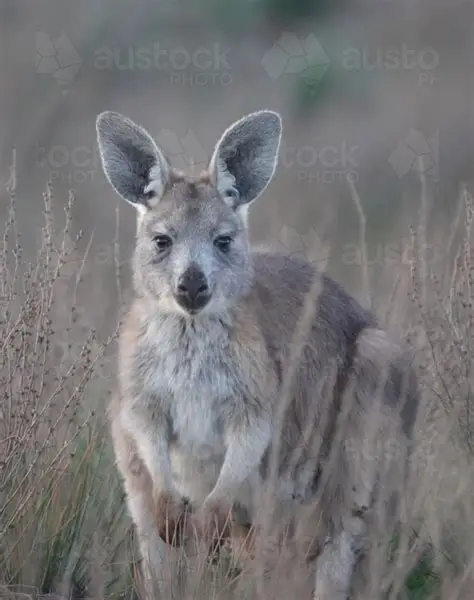 <p>Suborder: Macropodiformes </p><p>Order: Diprotodontia</p><p>Family: Macropodidae </p>