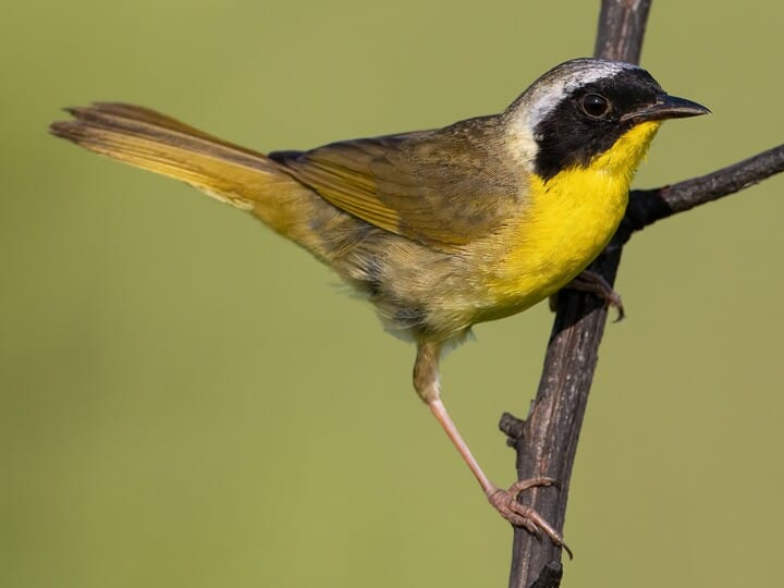 <p>common yellowthroat </p><p>yellow throat<br>black mask w/ white upper margin </p>
