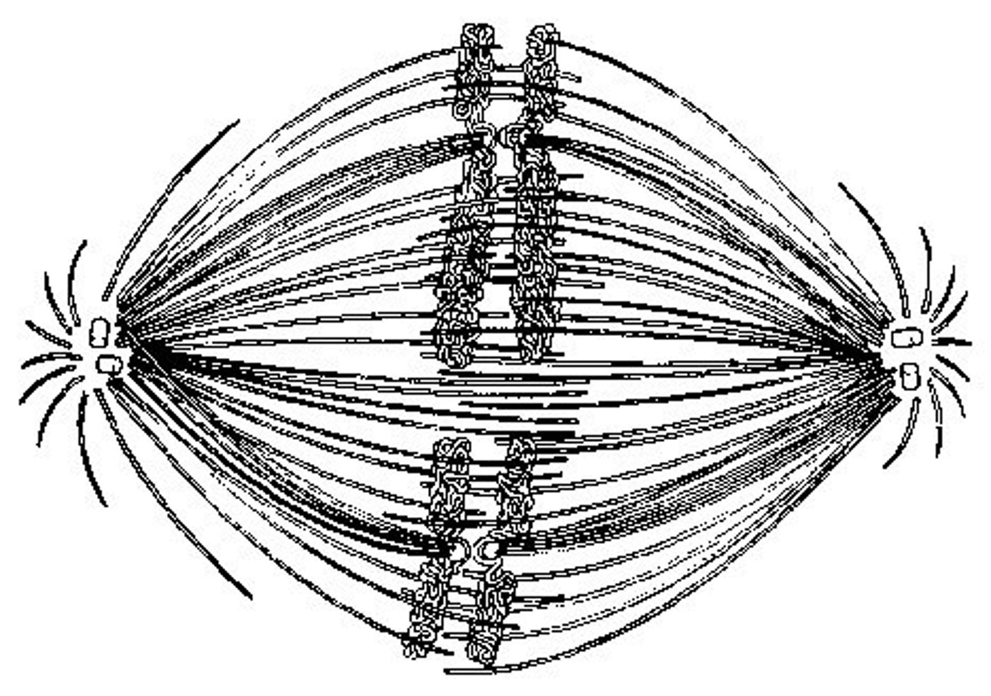 <p>43. If the cell whose nuclear material is shown at right continues toward completion of mitosis, which of the following events would occur next?</p>