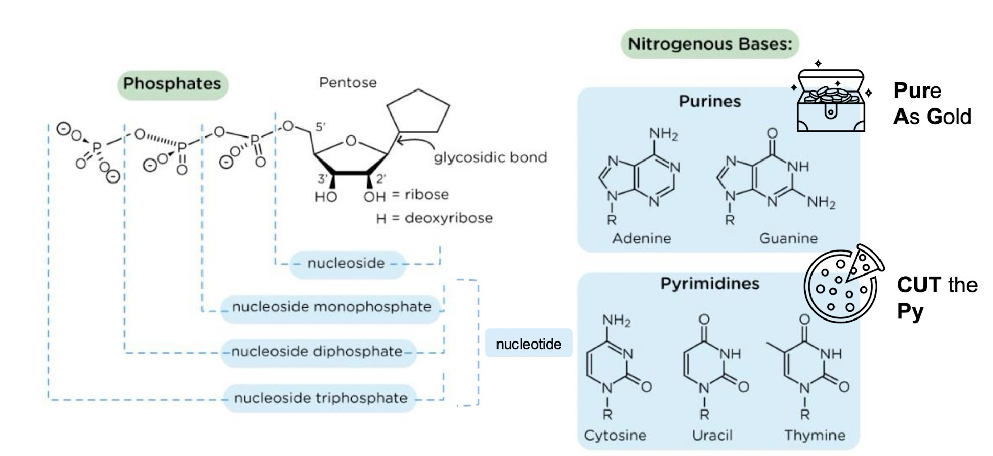 <p>Nucleotides have a nitrogenous base, a pentose, and 1+ phosphate; they make up DNA</p><p>Nucleosides have everything except a phosphate group</p><p>Purines: Adenine and Guanine</p><p>Pyrimidines: Thymine, Cytosine, and Uracil</p>