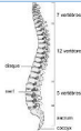 <p>une colonne vertébrale</p>