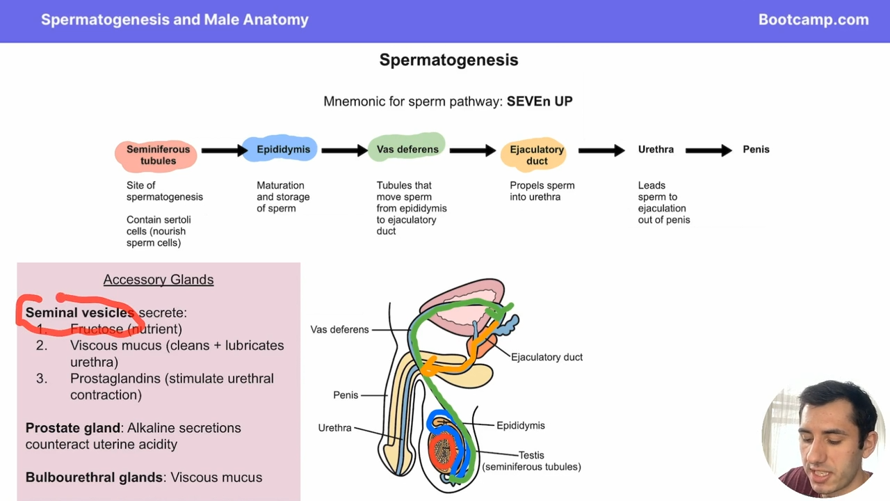 <p>They are tubules that move sperm from the epididymus to the ejaculatory duct </p>