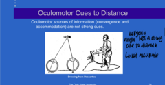 <p>Oculomotor sources of information (convergence and accommodation) (are/are not) strong cues for distance</p>