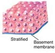 <p>Stratified epithelium</p>
