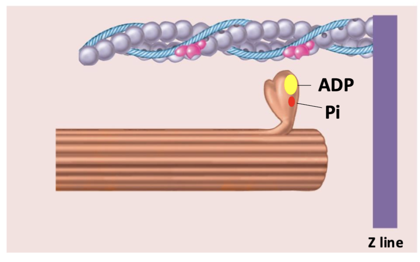 <p><strong>ATP → ADP + Pi</strong> via <strong>myosin ATPase</strong></p><p>→ ADP + Pi remain bound to myosin<br>→ Energy from ATP hydrolysis <strong>cocks/energizes the myosin head</strong><br>→ Myosin is ready to bind actin</p><p><strong>Step 1 = ATP hydrolysis → cock the myosin head.</strong></p>