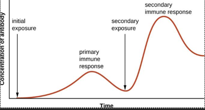 <p>A: After the initial exposure, antibody concentration rises slowly and modestly (primary immune response); after the secondary exposure, antibody concentration rises faster and to a much higher peak (secondary immune response).</p>
