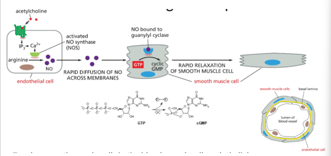 <p><span style="background-color: transparent;"><u>1. Signal reception in endothelial cells</u></span></p><ul><li><p><span style="background-color: transparent;">A signaling molecule such as acetylcholine binds to receptors on endothelial cells lining the blood vessel.</span></p></li></ul><p><span style="background-color: transparent;"><u>2. Production of nitric oxide (NO)</u></span></p><ul><li><p><span style="background-color: transparent;">The signal activates the enzyme nitric oxide synthase (NOS), which converts arginine into nitric oxide (NO).</span></p></li></ul><p><span style="background-color: transparent;"><u>3. Diffusion of NO</u></span></p><ul><li><p><span style="background-color: transparent;">NO is a small gas molecule that diffuses rapidly across cell membranes from the endothelial cell into nearby smooth muscle cells in the vessel wall.</span></p></li></ul><p><span style="background-color: transparent;"><u>4. Activation of intracellular receptor</u></span></p><ul><li><p><span style="background-color: transparent;">In the smooth muscle cell, NO binds to the intracellular enzyme guanylyl cyclase.</span></p></li></ul><p><span style="background-color: transparent;"><u>5. Production of second messenger</u></span></p><ul><li><p><span style="background-color: transparent;">Activated guanylyl cyclase converts GTP into cyclic GMP (cGMP).</span></p></li></ul><p><span style="background-color: transparent;"><u>6. Smooth muscle relaxation</u></span></p><ul><li><p><span style="background-color: transparent;">Increased cGMP triggers signaling processes that cause relaxation of smooth muscle cells, leading to dilation of the blood vessel (vasodilation).</span></p></li></ul><p></p>