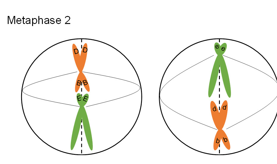 <p>remaining chromosomes line up in a straight row down the center</p>