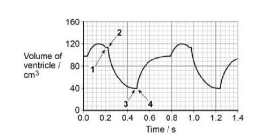 <p>Figure 3 shows the volume changes in the left ventricle of a human heart during two cardiac cycles. The numbers 1, 2, 3 and 4 represent times when heart valves open or close.</p><p>Use the information in Figure 3 to complete table 2. Place the number 1, 2, 3 or 4 in the appropriate box. </p><table style="min-width: 75px;"><colgroup><col style="min-width: 25px;"><col style="min-width: 25px;"><col style="min-width: 25px;"></colgroup><tbody><tr><th colspan="1" rowspan="1"><p></p></th><th colspan="1" rowspan="1"><p>Valve opens</p></th><th colspan="1" rowspan="1"><p>Valve closes</p></th></tr><tr><td colspan="1" rowspan="1"><p>Semi-lunar valve</p></td><td colspan="1" rowspan="1"><p></p></td><td colspan="1" rowspan="1"><p></p></td></tr><tr><td colspan="1" rowspan="1"><p>Atrioventricular valve</p></td><td colspan="1" rowspan="1"><p></p></td><td colspan="1" rowspan="1"><p></p></td></tr></tbody></table><p>(2)</p>