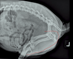 <p>Stones, if they are small enough to come out of the bladder, like to hide where (outlined in red)?</p>