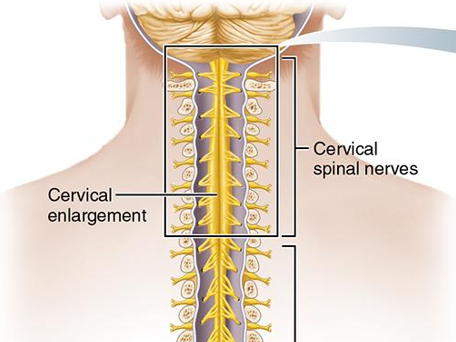<p>where nerves serving upper extremities arise</p>