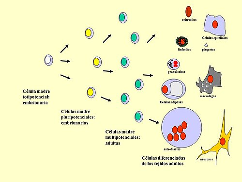 <p>Células madre tienen capacidad de dividirse indefinidamente y en muchos linajes, lo cual es la clave en ingeniería de tejidos. <strong>¿Cuál es una característica fundamental de las </strong><span style="color: rgb(39, 57, 228);"><strong><u>células multipotentes</u></strong></span><strong>?</strong></p>