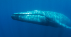 <p>Order Cetacea</p><p>Suborder Mysticeti</p><p>Family Balaenopteridae</p><p><em>Balaenoptera musculus </em></p><ul><li><p>aka</p></li><li><p>describe body shape and color</p></li><li><p>how many subspecies</p></li><li><p>where does it live</p></li><li><p>IUCN </p></li></ul><p></p>