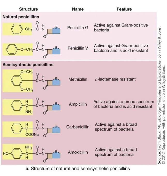 <ul><li><p>Antibiotics often interfere with</p><ul><li><p>Cell wall (peptidoglycan) synthesis</p></li><li><p>Membrane integrity</p></li><li><p>DNA synthesis</p></li><li><p>Transcription</p></li><li><p>Folic acid synthesis</p></li><li><p>Ribosome function</p></li></ul></li><li><p>Structure often determines what can be affected.</p></li><li><p>Different features can also impact cost and delivery methods. Ex. Acid resistance</p></li></ul><p></p>