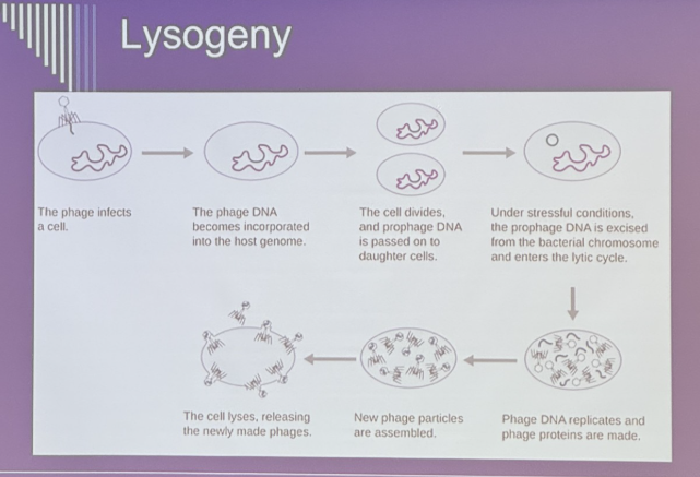 <p>Lysogeny cycle</p>