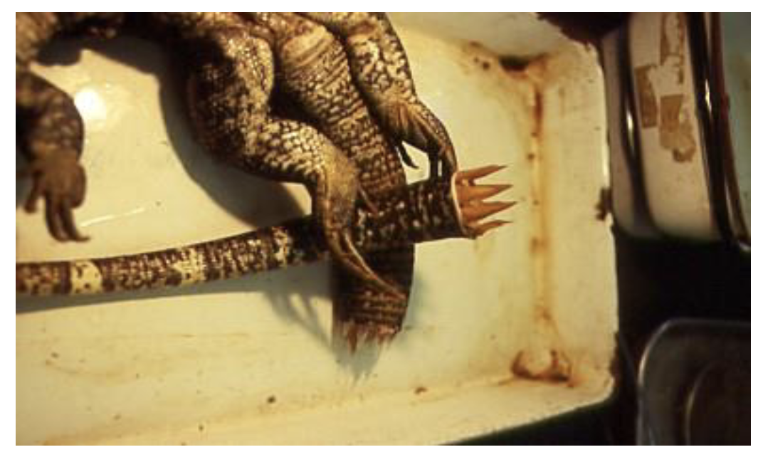 <p>Lizards, Salamanders, some snakes </p><p>often brightly colored tails that twitch</p><p>fracture planes </p><p>tail can regenerate </p><p>Skin may “autotomize” in some species</p>