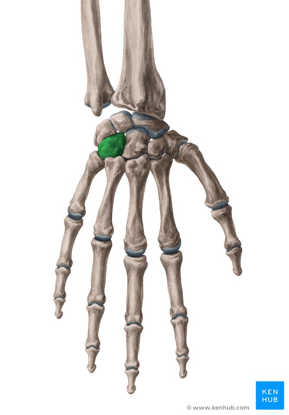 <p>Hook-shaped carpal bone located on the medial side of the distal wrist row.</p>