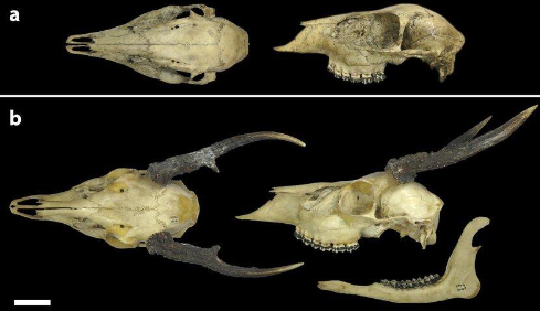 <p>Odocoileus virginianus</p>