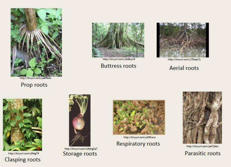 <p>modified roots with specialized functions </p>